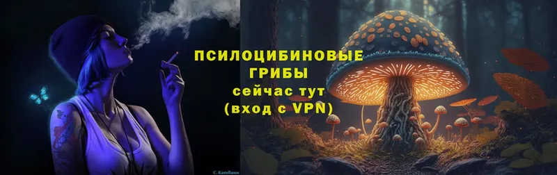 как найти закладки  Лесозаводск  Псилоцибиновые грибы Psilocybine cubensis 